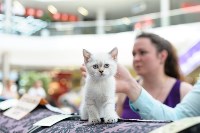 Выставка кошек клуба "Белиссима", Фото: 35