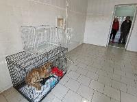 Приют для животных в поселке Сергиевский, Фото: 39