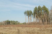 посадка леса в Одоевском лесничестве, Фото: 3