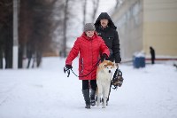 В Туле прошла Всероссийская выставка собак, Фото: 12