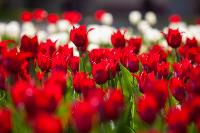 В Туле расцвели тюльпаны, Фото: 25