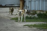 Бродячие собаки погубили рассаду тулячки и довели ее до сердечного приступа, Фото: 13