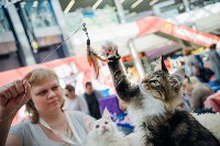 Выставка кошек "Конфетти", Фото: 91