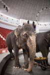 Тульский цирк анонсировал Шоу слонов, Фото: 16