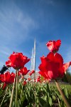 Тюльпаны в Туле, Фото: 31