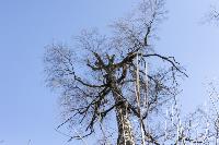 Кто и как решает, какие деревья нужно удалять в Центральном парке Тулы, Фото: 11