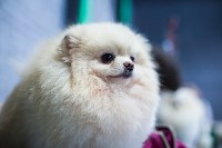 Выставка собак в Туле, Фото: 21