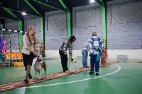 Выставка собак в Туле , Фото: 60