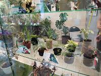 В Тульском экзотариуме рассказали, какие растения обеззараживают воздух в доме, Фото: 7