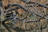 На пруду в тульском Скуратово поселились редкие птицы, Фото: 3