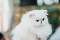 Выставка кошек "Конфетти", Фото: 28