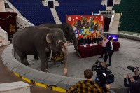Тульский цирк анонсировал Шоу слонов, Фото: 1