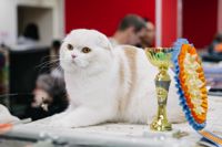 Выставка кошек в Туле, Фото: 81