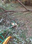 В Туле дерево упало на детскую площадку во дворе многоквартирного дома, Фото: 4