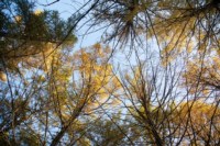 Центральный парк, утро, осень, Фото: 33