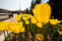 В Туле расцвели тюльпаны, Фото: 66