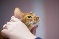 Выставка кошек в МАКСИ, Фото: 73