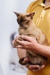 Выставка "Пряничные кошки" в ТРЦ "Макси", Фото: 101