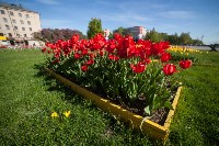 Тюльпаны в Туле, Фото: 49