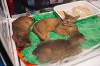 Выставка кошек в Туле, Фото: 8