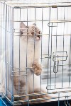 Международная выставка кошек. 16-17 апреля 2016 года, Фото: 67