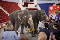 Тульский цирк анонсировал Шоу слонов, Фото: 14