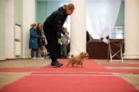 Выставка собак в ДК "Косогорец", Фото: 25
