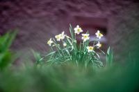 Аномальное цветение апреля: в Туле уже распустилась черемуха, Фото: 29
