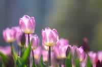В Туле расцвели тюльпаны, Фото: 4