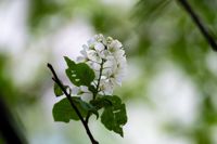 Аномальное цветение апреля: в Туле уже распустилась черемуха, Фото: 2