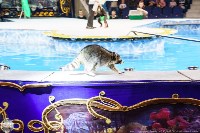 Цирк на воде «Остров сокровищ» в Туле: Здесь невозможное становится возможным, Фото: 135