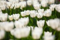 В Туле расцвели тюльпаны, Фото: 27