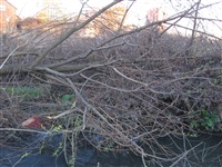 Спиленные деревья в ручье березовой рощи, Фото: 4