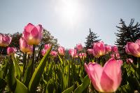В Туле расцвели тюльпаны, Фото: 55