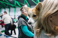 Выставка собак в Туле, Фото: 81