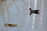 На пруду в тульском Скуратово поселились редкие птицы, Фото: 13