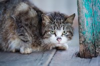Коты и кошки в Туле, Фото: 44