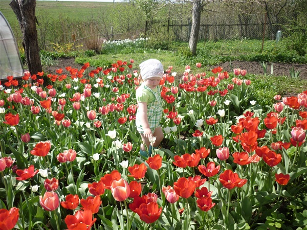 Моя Варенька на поляне тюльпанов