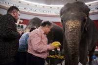 Тульский цирк анонсировал Шоу слонов, Фото: 13