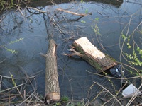 Спиленные деревья в ручье березовой рощи, Фото: 5