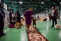 Выставка собак в Туле , Фото: 73