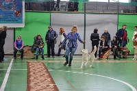 Выставка собак в Туле , Фото: 83