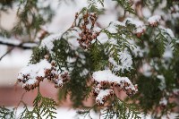 Мартовский снег в Туле, Фото: 95