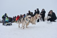 Праздник северных собак на Куликовом поле , Фото: 76
