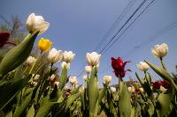 В Туле расцвели тюльпаны, Фото: 74