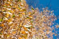 Золотая осень по-тульски, Фото: 154