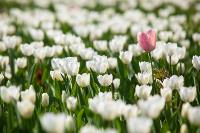 В Туле расцвели тюльпаны, Фото: 34