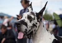 В Туле прошла Всероссийская выставка собак , Фото: 28