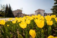 В Туле расцвели тюльпаны, Фото: 70