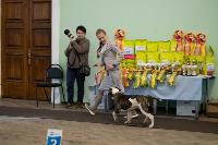Выставка собак в Туле, Фото: 22